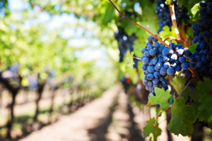 Winery & Vineyard Law